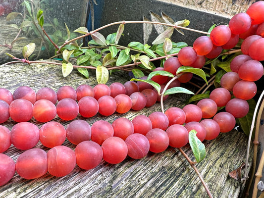 Rustic Matte Carnelian round beads approx 10 mm Orange Frosted Beads / Carnelian Agate Beads /